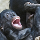Illustration for article titled Human Babies Laugh Just Like Chimpanzees